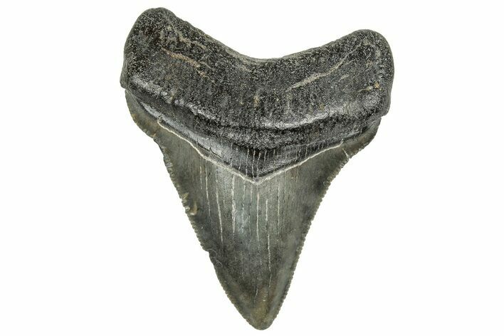 Serrated Chubutensis Tooth - Megalodon Ancestor #328707